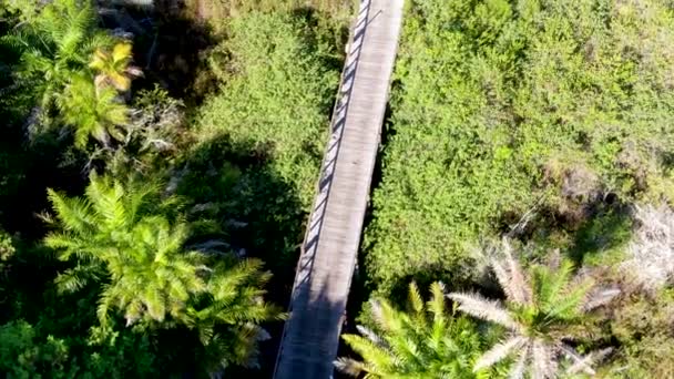 Tropikal Orman Ormanlık Köprüden Hava Görünümünü Ahşap Köprü Geçit Yemyeşil — Stok video