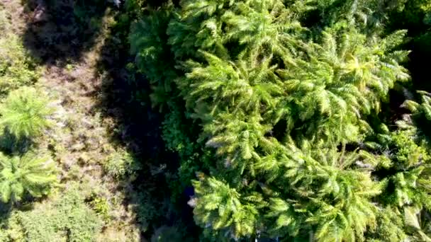 Vue aérienne du pont boisé sur la forêt tropicale. Passerelle de pont en bois dans la forêt tropicale abritant fougères et palmiers luxuriants pendant l'été chaud et ensoleillé. Praia do Forte, Brésil 