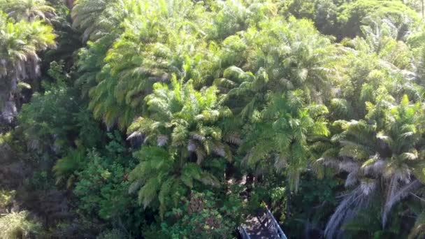 熱帯林の樹木が茂った橋の空撮 日当たりの良い夏の暑い間にシダとヤシの木の緑豊かな木々 を支える熱帯雨林の木製の橋の通路 プライア フォルテ ブラジル — ストック動画