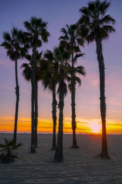 Santa Monica Beach, Los Angeles, California avuç içi ile günbatımı görünümü. Abd. Sahilde gün batımı palmiye ağaçları. Renkli alacakaranlık gökyüzünde siluet palmiye ağaçları.
