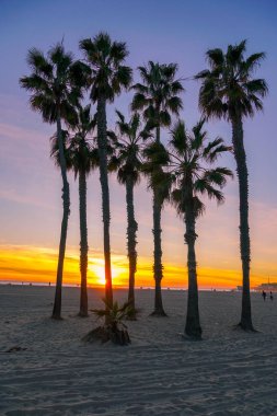 Santa Monica Beach, Los Angeles, California avuç içi ile günbatımı görünümü. Abd. Sahilde gün batımı palmiye ağaçları. Renkli alacakaranlık gökyüzünde siluet palmiye ağaçları.