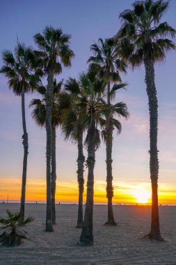 Santa Monica Beach, Los Angeles, California avuç içi ile günbatımı görünümü. Abd. Sahilde gün batımı palmiye ağaçları. Renkli alacakaranlık gökyüzünde siluet palmiye ağaçları.