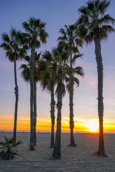 Sunset view with palms in Santa Monica Beach, Los Angeles, California. USA. Sunset palm trees on the beach. Silhouette palm trees on the colorful twilight sky.