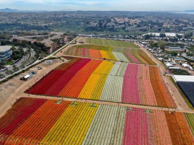 Carlsbad çiçek Fields defaultaerial görünümü. turist Mayıs ortası ile Mart çalıştırır yıllık çiçek sırasında renkli dev Ranunculus çiçekler tepeler keyfini çıkarabilirsiniz. Carlsbad, Kaliforniya, ABD