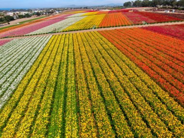 Carlsbad çiçek Fields defaultaerial görünümü. turist Mayıs ortası ile Mart çalıştırır yıllık çiçek sırasında renkli dev Ranunculus çiçekler tepeler keyfini çıkarabilirsiniz. Carlsbad, Kaliforniya, ABD