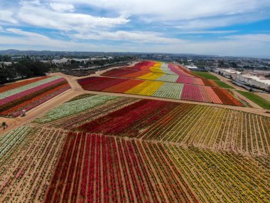 Carlsbad çiçek Fields defaultaerial görünümü. turist Mayıs ortası ile Mart çalıştırır yıllık çiçek sırasında renkli dev Ranunculus çiçekler tepeler keyfini çıkarabilirsiniz. Carlsbad, Kaliforniya, ABD