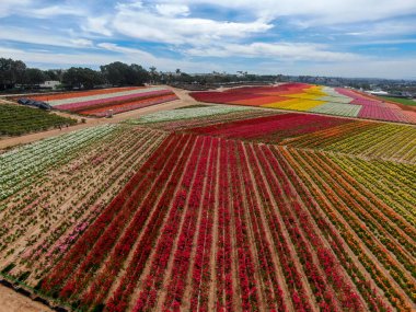 Carlsbad çiçek Fields defaultaerial görünümü. turist Mayıs ortası ile Mart çalıştırır yıllık çiçek sırasında renkli dev Ranunculus çiçekler tepeler keyfini çıkarabilirsiniz. Carlsbad, Kaliforniya, ABD