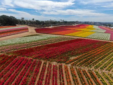 Carlsbad çiçek Fields defaultaerial görünümü. turist Mayıs ortası ile Mart çalıştırır yıllık çiçek sırasında renkli dev Ranunculus çiçekler tepeler keyfini çıkarabilirsiniz. Carlsbad, Kaliforniya, ABD