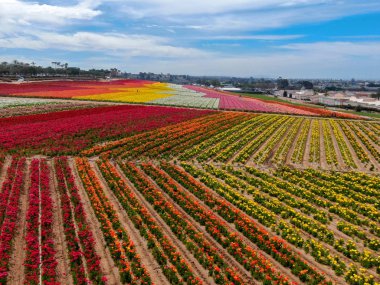 Carlsbad çiçek Fields defaultaerial görünümü. turist Mayıs ortası ile Mart çalıştırır yıllık çiçek sırasında renkli dev Ranunculus çiçekler tepeler keyfini çıkarabilirsiniz. Carlsbad, Kaliforniya, ABD
