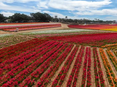 Carlsbad çiçek Fields defaultaerial görünümü. turist Mayıs ortası ile Mart çalıştırır yıllık çiçek sırasında renkli dev Ranunculus çiçekler tepeler keyfini çıkarabilirsiniz. Carlsbad, Kaliforniya, ABD
