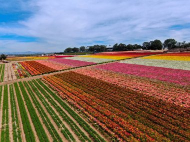 Carlsbad çiçek Fields defaultaerial görünümü. turist Mayıs ortası ile Mart çalıştırır yıllık çiçek sırasında renkli dev Ranunculus çiçekler tepeler keyfini çıkarabilirsiniz. Carlsbad, Kaliforniya, ABD