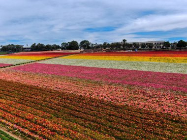 Carlsbad çiçek Fields defaultaerial görünümü. turist Mayıs ortası ile Mart çalıştırır yıllık çiçek sırasında renkli dev Ranunculus çiçekler tepeler keyfini çıkarabilirsiniz. Carlsbad, Kaliforniya, ABD