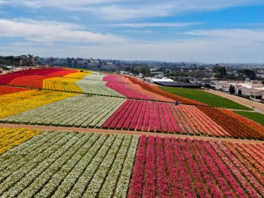 Carlsbad çiçek Fields defaultaerial görünümü. turist Mayıs ortası ile Mart çalıştırır yıllık çiçek sırasında renkli dev Ranunculus çiçekler tepeler keyfini çıkarabilirsiniz. Carlsbad, Kaliforniya, ABD