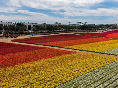 Carlsbad çiçek Fields defaultaerial görünümü. turist Mayıs ortası ile Mart çalıştırır yıllık çiçek sırasında renkli dev Ranunculus çiçekler tepeler keyfini çıkarabilirsiniz. Carlsbad, Kaliforniya, ABD