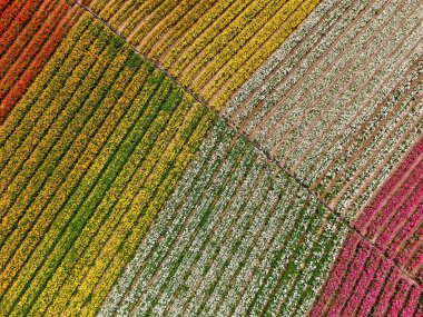 Carlsbad çiçek Fields defaultaerial görünümü. turist Mayıs ortası ile Mart çalıştırır yıllık çiçek sırasında renkli dev Ranunculus çiçekler tepeler keyfini çıkarabilirsiniz. Carlsbad, Kaliforniya, ABD