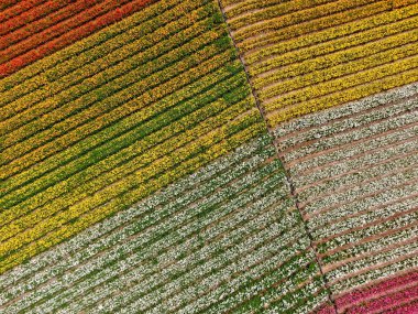 Carlsbad çiçek Fields defaultaerial görünümü. turist Mayıs ortası ile Mart çalıştırır yıllık çiçek sırasında renkli dev Ranunculus çiçekler tepeler keyfini çıkarabilirsiniz. Carlsbad, Kaliforniya, ABD