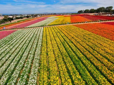 Carlsbad çiçek Fields defaultaerial görünümü. turist Mayıs ortası ile Mart çalıştırır yıllık çiçek sırasında renkli dev Ranunculus çiçekler tepeler keyfini çıkarabilirsiniz. Carlsbad, Kaliforniya, ABD