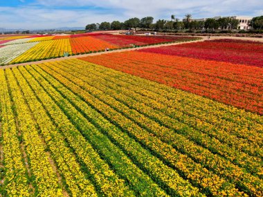 Carlsbad çiçek Fields defaultaerial görünümü. turist Mayıs ortası ile Mart çalıştırır yıllık çiçek sırasında renkli dev Ranunculus çiçekler tepeler keyfini çıkarabilirsiniz. Carlsbad, Kaliforniya, ABD