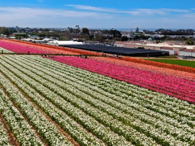 Carlsbad çiçek Fields defaultaerial görünümü. turist Mayıs ortası ile Mart çalıştırır yıllık çiçek sırasında renkli dev Ranunculus çiçekler tepeler keyfini çıkarabilirsiniz. Carlsbad, Kaliforniya, ABD