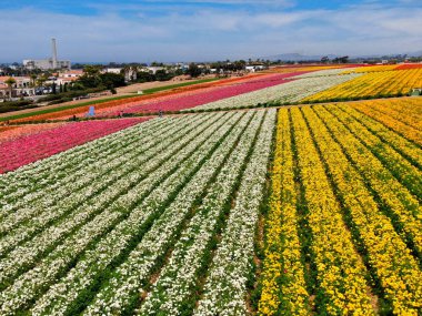 Carlsbad çiçek Fields defaultaerial görünümü. turist Mayıs ortası ile Mart çalıştırır yıllık çiçek sırasında renkli dev Ranunculus çiçekler tepeler keyfini çıkarabilirsiniz. Carlsbad, Kaliforniya, ABD