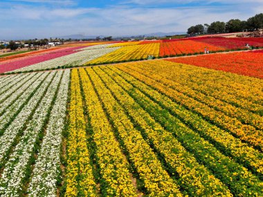 Carlsbad çiçek Fields defaultaerial görünümü. turist Mayıs ortası ile Mart çalıştırır yıllık çiçek sırasında renkli dev Ranunculus çiçekler tepeler keyfini çıkarabilirsiniz. Carlsbad, Kaliforniya, ABD