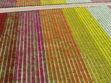 Carlsbad çiçek Fields defaultaerial görünümü. turist Mayıs ortası ile Mart çalıştırır yıllık çiçek sırasında renkli dev Ranunculus çiçekler tepeler keyfini çıkarabilirsiniz. Carlsbad, Kaliforniya, ABD