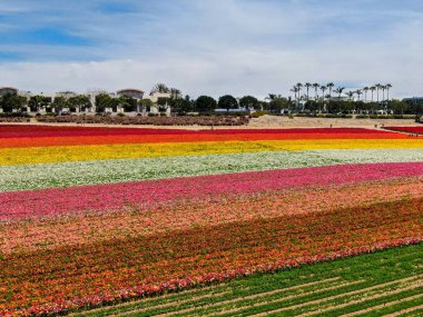 Carlsbad çiçek Fields defaultaerial görünümü. turist Mayıs ortası ile Mart çalıştırır yıllık çiçek sırasında renkli dev Ranunculus çiçekler tepeler keyfini çıkarabilirsiniz. Carlsbad, Kaliforniya, ABD