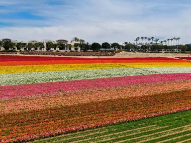 Carlsbad çiçek Fields defaultaerial görünümü. turist Mayıs ortası ile Mart çalıştırır yıllık çiçek sırasında renkli dev Ranunculus çiçekler tepeler keyfini çıkarabilirsiniz. Carlsbad, Kaliforniya, ABD