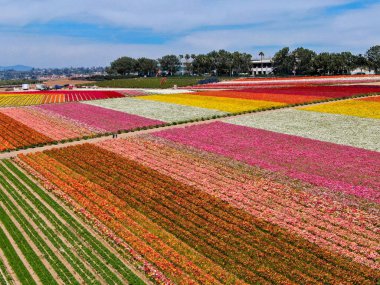 Carlsbad çiçek Fields defaultaerial görünümü. turist Mayıs ortası ile Mart çalıştırır yıllık çiçek sırasında renkli dev Ranunculus çiçekler tepeler keyfini çıkarabilirsiniz. Carlsbad, Kaliforniya, ABD