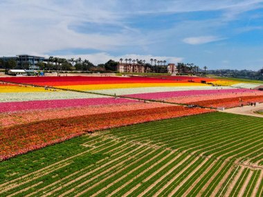 Carlsbad çiçek Fields defaultaerial görünümü. turist Mayıs ortası ile Mart çalıştırır yıllık çiçek sırasında renkli dev Ranunculus çiçekler tepeler keyfini çıkarabilirsiniz. Carlsbad, Kaliforniya, ABD