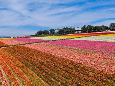 Carlsbad çiçek Fields defaultaerial görünümü. turist Mayıs ortası ile Mart çalıştırır yıllık çiçek sırasında renkli dev Ranunculus çiçekler tepeler keyfini çıkarabilirsiniz. Carlsbad, Kaliforniya, ABD