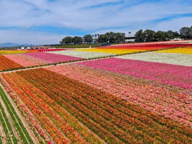 Carlsbad çiçek Fields defaultaerial görünümü. turist Mayıs ortası ile Mart çalıştırır yıllık çiçek sırasında renkli dev Ranunculus çiçekler tepeler keyfini çıkarabilirsiniz. Carlsbad, Kaliforniya, ABD