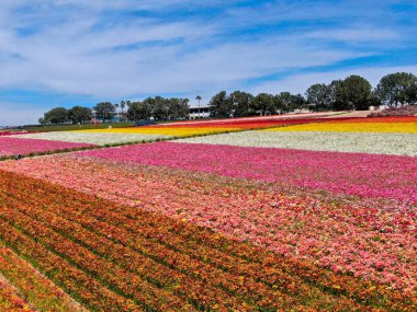 Carlsbad çiçek Fields defaultaerial görünümü. turist Mayıs ortası ile Mart çalıştırır yıllık çiçek sırasında renkli dev Ranunculus çiçekler tepeler keyfini çıkarabilirsiniz. Carlsbad, Kaliforniya, ABD