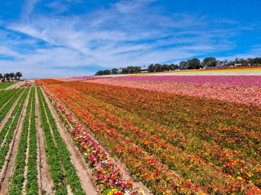 Carlsbad çiçek Fields defaultaerial görünümü. turist Mayıs ortası ile Mart çalıştırır yıllık çiçek sırasında renkli dev Ranunculus çiçekler tepeler keyfini çıkarabilirsiniz. Carlsbad, Kaliforniya, ABD