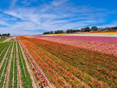 Carlsbad çiçek Fields defaultaerial görünümü. turist Mayıs ortası ile Mart çalıştırır yıllık çiçek sırasında renkli dev Ranunculus çiçekler tepeler keyfini çıkarabilirsiniz. Carlsbad, Kaliforniya, ABD
