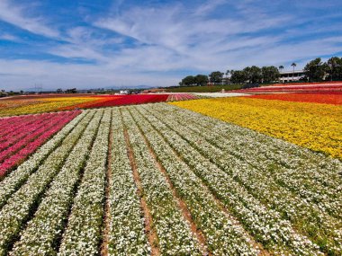 Carlsbad çiçek Fields defaultaerial görünümü. turist Mayıs ortası ile Mart çalıştırır yıllık çiçek sırasında renkli dev Ranunculus çiçekler tepeler keyfini çıkarabilirsiniz. Carlsbad, Kaliforniya, ABD