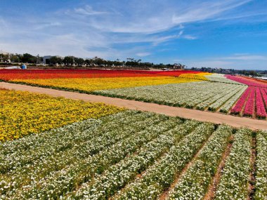 Carlsbad çiçek Fields defaultaerial görünümü. turist Mayıs ortası ile Mart çalıştırır yıllık çiçek sırasında renkli dev Ranunculus çiçekler tepeler keyfini çıkarabilirsiniz. Carlsbad, Kaliforniya, ABD