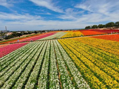 defaultAerial view of Carlsbad Flower Fields. tourist can enjoy hillsides of colorful Giant Ranunculus flowers during the annual bloom that runs March through mid May. Carlsbad, California, USA clipart