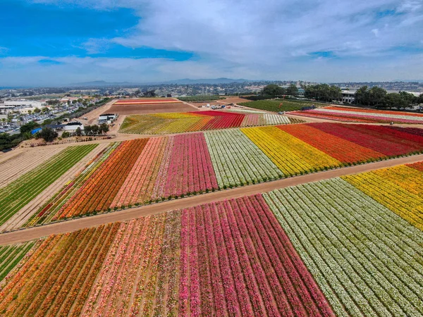 Predeterminadovista Aérea Carlsbad Flower Fields Turista Puede Disfrutar Laderas Coloridas — Foto de Stock