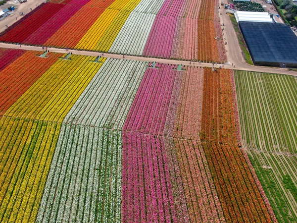 Predeterminadovista Aérea Carlsbad Flower Fields Turista Puede Disfrutar Laderas Coloridas — Foto de Stock