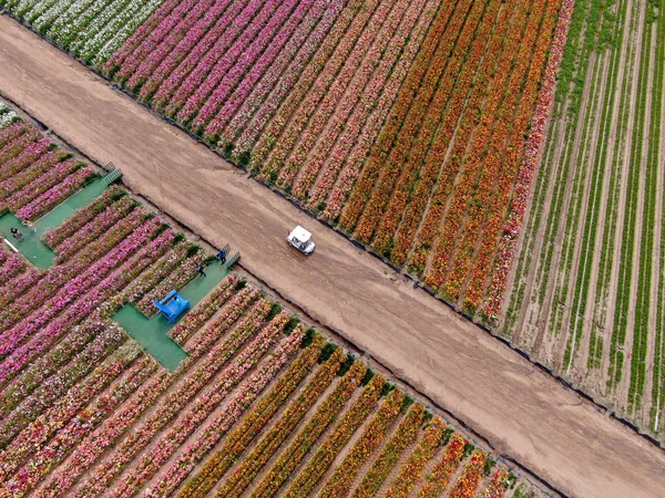 Standardmäßige Ansicht Der Karlsbader Blumenfelder Während Der Jährlichen Blütezeit Die — Stockfoto