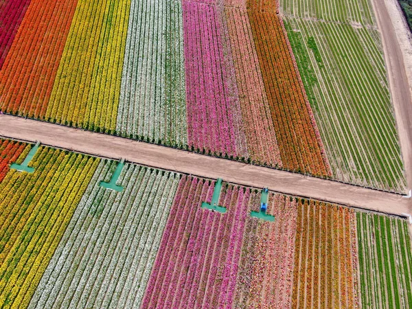 Standardmäßige Ansicht Der Karlsbader Blumenfelder Während Der Jährlichen Blütezeit Die — Stockfoto