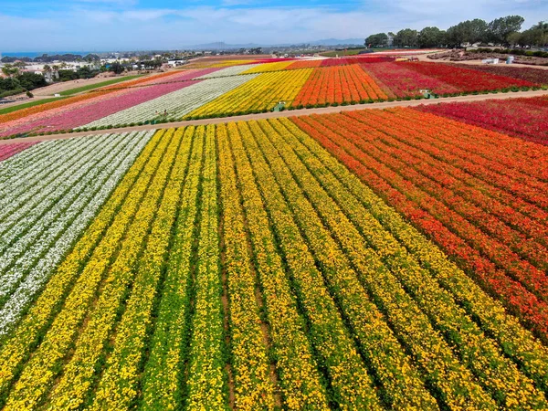 Predeterminadovista Aérea Carlsbad Flower Fields Turista Puede Disfrutar Laderas Coloridas — Foto de Stock