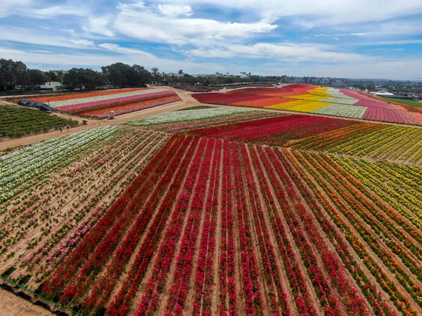 Predeterminadovista Aérea Carlsbad Flower Fields Turista Puede Disfrutar Laderas Coloridas — Foto de Stock