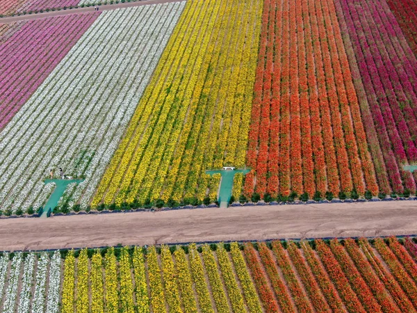 Standardmäßige Ansicht Der Karlsbader Blumenfelder Während Der Jährlichen Blütezeit Die — Stockfoto
