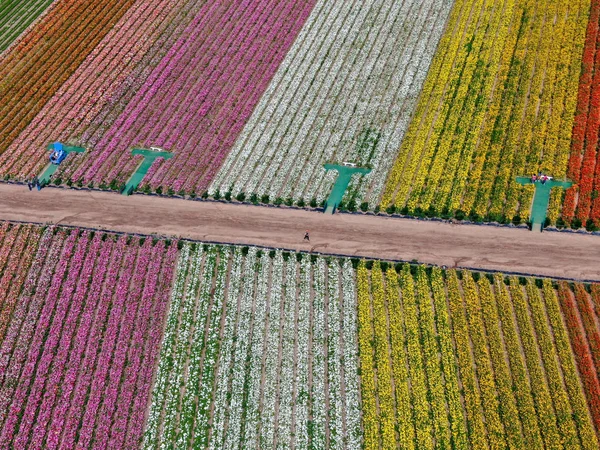 Standardmäßige Ansicht Der Karlsbader Blumenfelder Während Der Jährlichen Blütezeit Die — Stockfoto