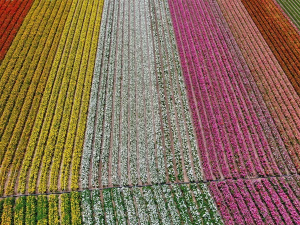 Standardmäßige Ansicht Der Karlsbader Blumenfelder Während Der Jährlichen Blütezeit Die — Stockfoto