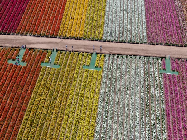 Standardmäßige Ansicht Der Karlsbader Blumenfelder Während Der Jährlichen Blütezeit Die — Stockfoto