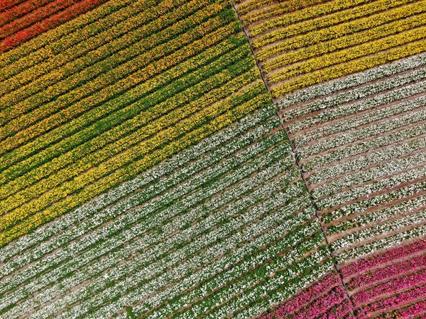 Carlsbad çiçek Fields defaultaerial görünümü. turist Mayıs ortası ile Mart çalıştırır yıllık çiçek sırasında renkli dev Ranunculus çiçekler tepeler keyfini çıkarabilirsiniz. Carlsbad, Kaliforniya, ABD