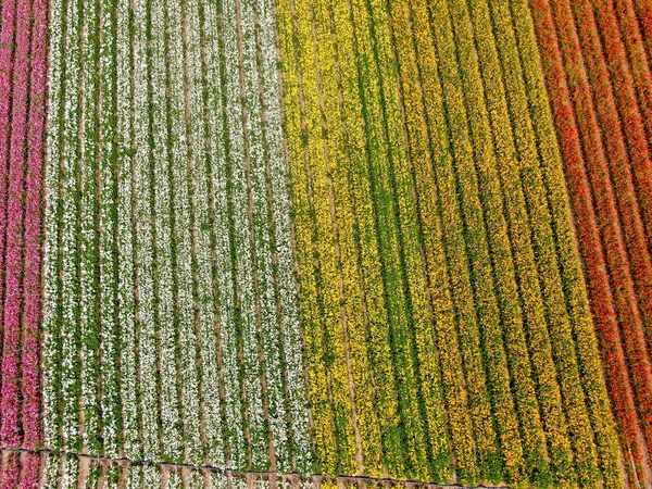 Standardmäßige Ansicht Der Karlsbader Blumenfelder Während Der Jährlichen Blütezeit Die — Stockfoto